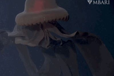 Penampakan Ubur-ubur Hantu Raksasa di Laut Dalam California, Punya Mulut yang Sangat Lebar