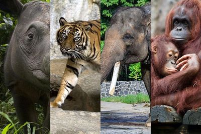 Mengenal Konservasi dan Empat Spesies Fauna Asal Sumatra yang Terancam Punah