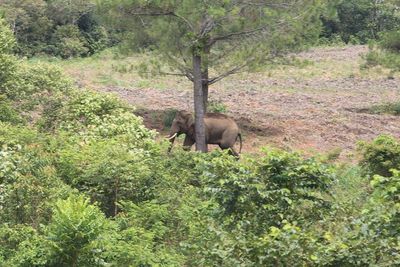 Penggiringan Gajah Liar di Aceh, Berikut Foto-fotonya