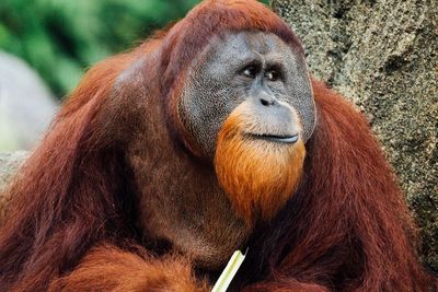 Ini Alasan Kenapa Manusia Tak Boleh Bersentuhan Langsung dengan Orangutan