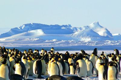 Berjalan Lambat di Darat, Penguin Ternyata Hewan Perenang yang Handal