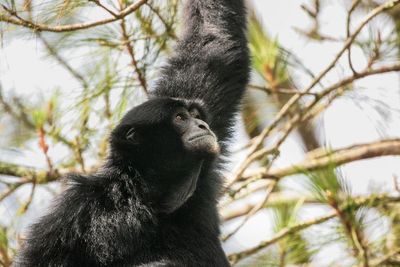 Siamang, Primata dengan Suaranya yang Khas Namun Terancam Punah
