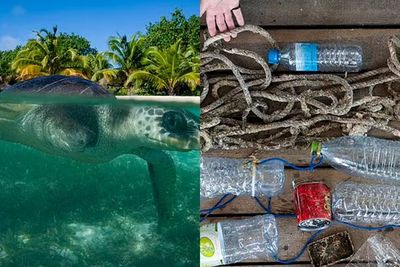 Penyu Lekang Ini Dibawa ke Skotlandia untuk Jalani Perawatan, Karena Terjerat Sampah