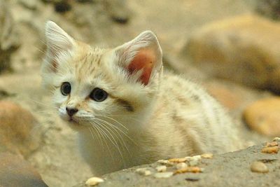 Felis Margarita: Kucing Pasir yang Punya Wajah Imut, Ternyata Pembunuh Terampil