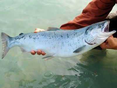 3 Inovasi dari Sperma Salmon yang Luar Biasa, Ada yang Jadi Cangkir Plastik