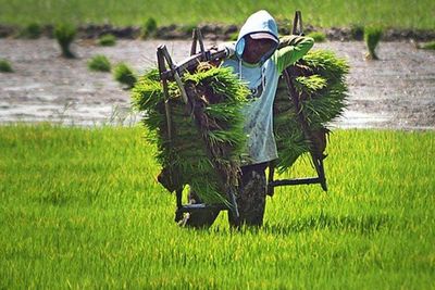 Merger BUMN Pangan Diyakini Tingkatkan Efektivitas Pengelolaan Bisnis