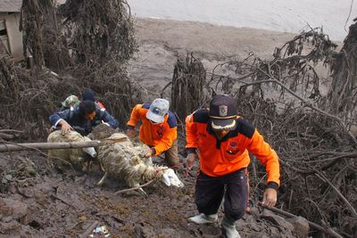 Momen Warga Selamatkan Hewan Ternak yang Terdampak Erupsi Gunung Semeru, Ini Foto-fotonya