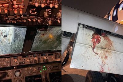 Pesawat Ryanair Tabrak Burung Kuntul saat Mengudara dan Buat Mesin Pesawat Terbakar