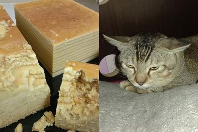 Makan Kue Pesanan Pelanggan, Wanita Ini Tak Tega Marahi Kucing karena Wajahnya