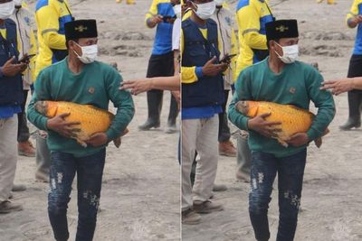 Kisah Ajaib Seekor Ikan Mas yang Selamat dari Erupsi Semeru