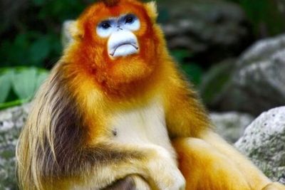 Monyet Hidung Pesek Rambut Emas, Primata yang Imut Namun Terancam Punah Karena Diburu