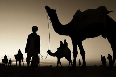 Pakai Suntik Botox, Puluhan Unta Didiskualifikasi dari Kontes Kecantikan Arab Saudi