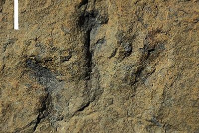 Penemuan Jejak Kaki Dinosaurus Berumur 120 juta tahun, Ini Foto-fotonya