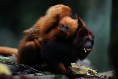 FOTO: Melihat Tamarin Singa Emas di Hutan Rio De Janeiro, Brasil