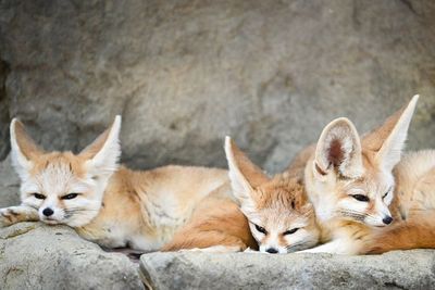 Fennec Fox, Si Rubah Imut Bertelinga Besar yang Kerap Jadi Hewan Peliharaan