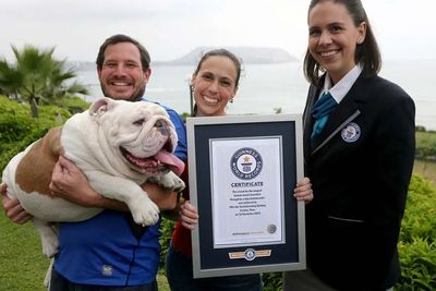 Otto, Anjing Bulldog yang Suka Bermain Skateboard dan Raih Guinness World Record