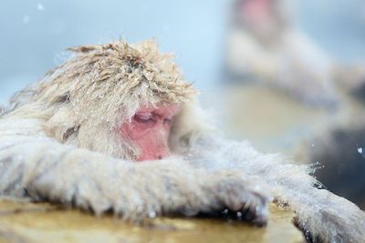 Melihat Monyet Salju Jepang yang Suka Berendam di Air Panas