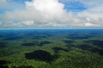 Duh! Hutan Hujan Amazon Akan Jadi Padang Rumput Dalam Waktu 5 Tahun Lagi