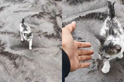 Terguyur Abu Vulkanik, Kucing Kecil Ini Ditemukan Selamat, Kini Diberi Nama Semeru