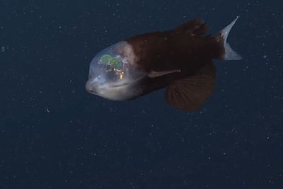 Langka! Ilmuwan Temukan Makhluk Misterius di Laut Dalam dengan Kepala Transparan