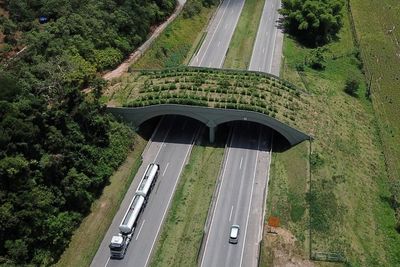 Dukung Konservasi Alam, Brasil Bangun Jembatan Khusus untuk Bantu Monyet Seberang Jalan