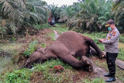 Diduga Mati Kesetrum Listrik, Gajah Sumatera Ini Ternyata Tengah Menyusui