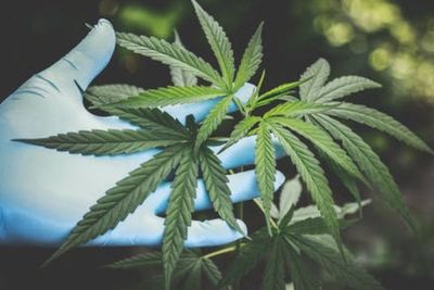 Banyak Artis yang Terjerat, Ini Dampak Buruk Memakai Ganja