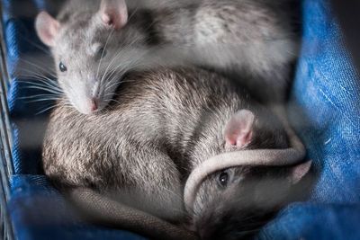 Gigit Pekerja di Lab, Tikus Percobaan Jadi Tersangka Naiknya Kasus COVID-19