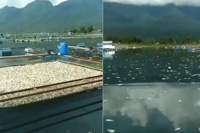 Kekurangan Oksigen, Ratusan Ton Ikan Mati di Danau Maninjau, Petani Keramba Rugi Rp7,2 M