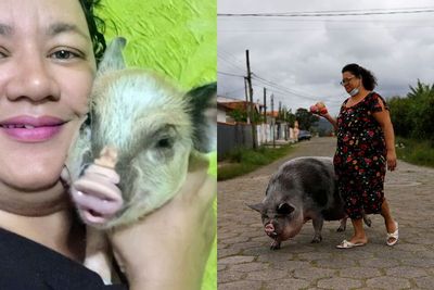 Niatnya Ingin Pelihara Mini Pig, Wanita Ini Syok Babinya Kini Berbobot 250 Kg