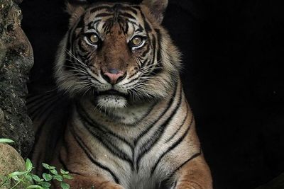 Anjing Petani di Palas Dimangsa Harimau, BBKSDA Sumut Kembali Pasang Jebakan