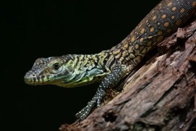 Pertama dalam Sejarah, Enam Komodo Lahir di Kebun Binatang di AS