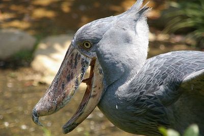 Shoebill Bird, Burung Purba yang Masih Hidup Namun Terancam Punah