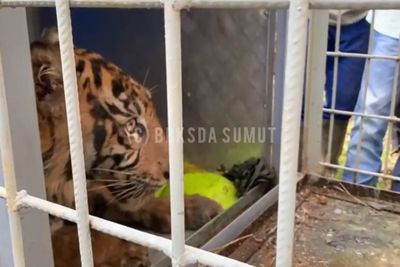 Resahkan Warga Padang Lawas, Akhirnya Harimau Sumatera Masuk Kandang Jebakan