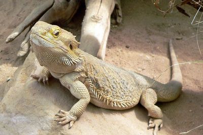 Central Bearded Dragon, Kadal Australia yang Bisa Ganti Kelamin Saat Suhu Tinggi