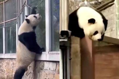 Momen Lucu Panda yang Berusaha Keluar dari Kandangnya, Bikin Kekacauan dan Penasaran