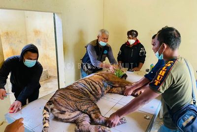 Kondisinya Penuh Luka, Harimau Sumatera yang Masuk Kandang Jebak Kini Dirawat BKSDA