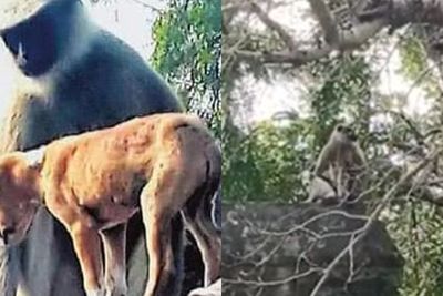 Diduga Balas Dendam, Kawanan Monyet di India Bantai 80 Ekor Anak Anjing