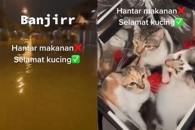 Aksi Heroik Pengantar Makanan Selamatkan Anak-Anak Kucing dari Banjir