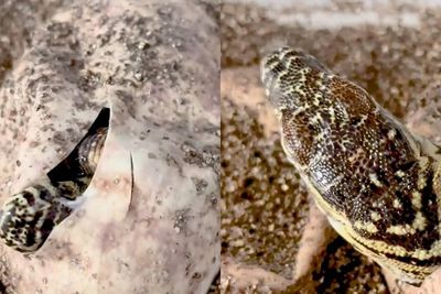 Detik-Detik Kelahiran 6 Bayi Komodo di AS Untuk Pertama Kalinya Dalam Sejarah