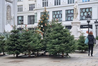 Lockdown Dibuka, Penjualan Pohon Natal di Austria Meningkat Tajam
