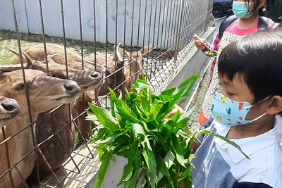 Seru! Bisa Kasih Makan Rusa dan Piknik di Taman Kota Berusia 1 Abad