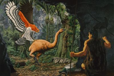 Legenda Harpagornis Moorei, Burung Elang Raksasa dan Pemangsa dari Selandia Baru