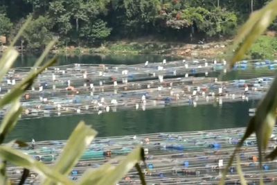 Banyak Warga Gantungkan Hidup Budidaya Ikan, Pergub KJA Danau Toba Minta Dikaji Ulang