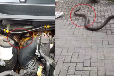 Viral, Ular Piton Besar Masuk Kap Mesin Mobil Warga di Medan