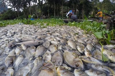 Ribuan Ikan di Danau Maninjau Mati, Berikut Foto-fotonya