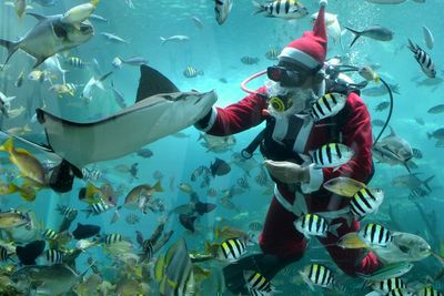 Atraksi Penyelam Berkostum Santa di Bali, Ini Foto-fotonya