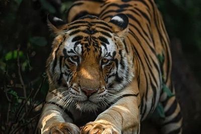 Harimau Sumatera Mangsa Ternak Warga di Langkat, TNGL Bakal Pasang Kamera Pengintai