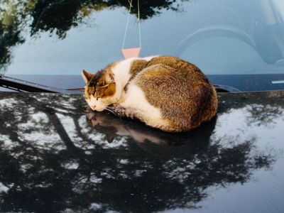 Sederet Mitos Menabrak Kucing, Dianggap Bisa Mengalami Kesialan hingga Berasal dari Mesir?