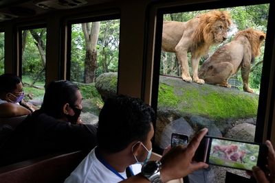 Peningkatan Kunjungan Wisatawan di Kebun Binatang Bali, Berikut Foto-fotonya